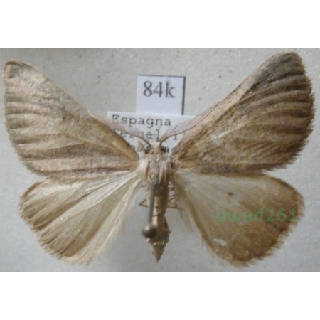 Sciadia unicoloraria (Staudinger, 1871) Spain84k